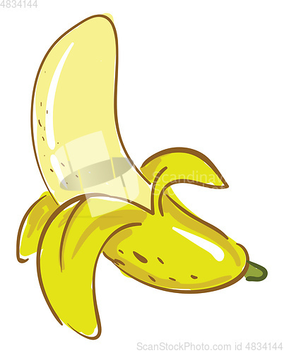 Image of A healthy pealed open yellow banana vector or color illustration