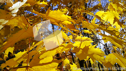 Image of Autumn branches with yellow foliage of maple tree