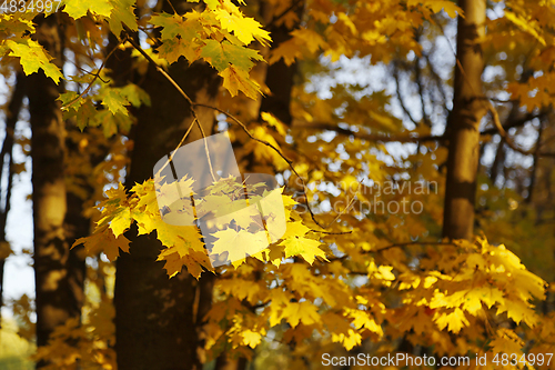 Image of Golden autumn maple trees burning in the evening sun