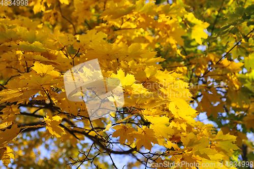 Image of Beautiful golden autumn leaves of maple