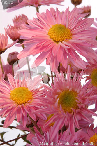 Image of Flower