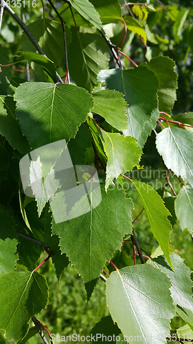 Image of Beautiful branch of a spring birch