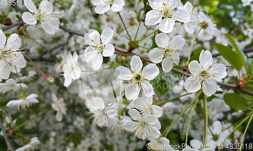 Image of Beautiful branch of spring blooming cherry tree 