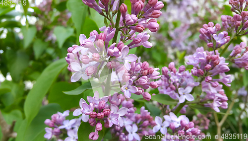 Image of Beautiful blossoming lilac flowers