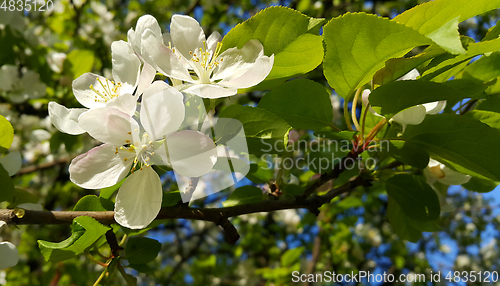 Image of Branch of spring blooming tree with white flowers