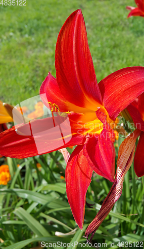 Image of Beautiful bright lilies