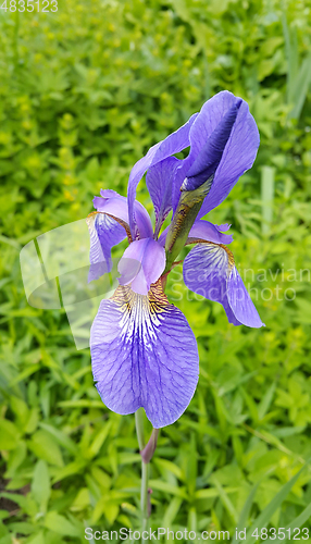 Image of Beautiful iris flower