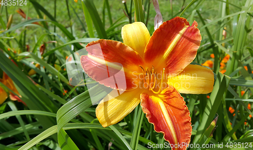 Image of Beautiful bright lilies