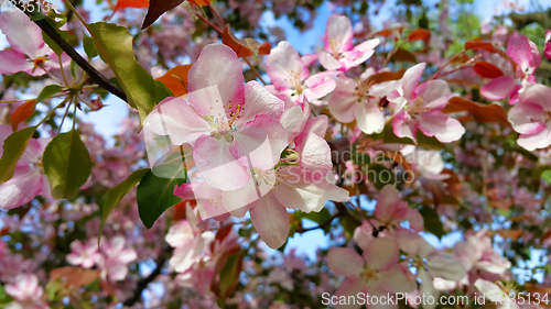 Image of Branches of spring apple tree with beautiful pink flowers