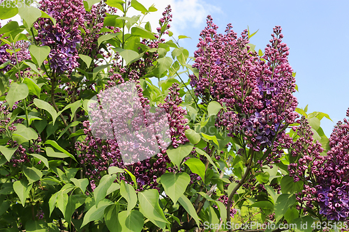 Image of Beautiful flowering spring lilac branches against the blue sky