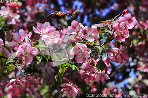 Image of Branch of spring apple tree with beautiful bright pink flowers