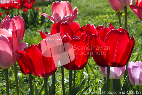 Image of Beautiful bright red and pink spring tulips glowing in sunlight