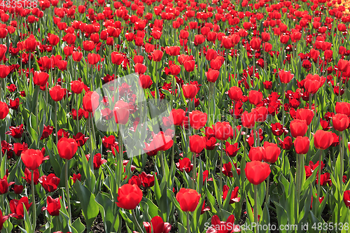 Image of Beautiful red tulips glowing on sunlight