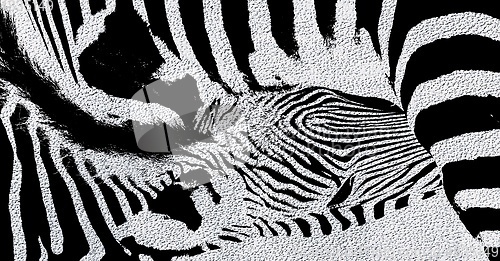 Image of Zebra Mother and Calf monochrome