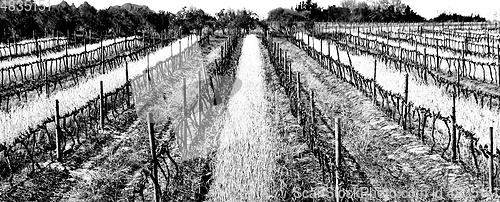 Image of vineyard in Winter monochrome