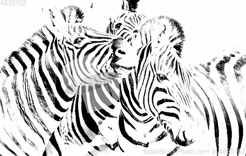 Image of Group of Zebras monochrome