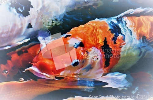 Image of koi fish in a pond