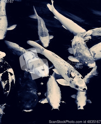 Image of koi fish monochrome