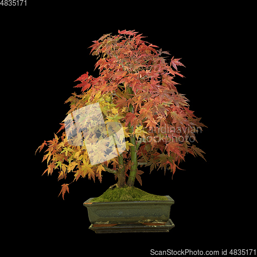 Image of beautiful mountain maple bonsai over dark background