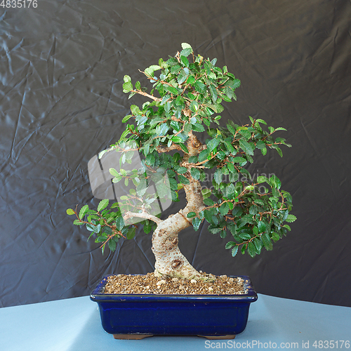 Image of chinese elm beautiful bonsai