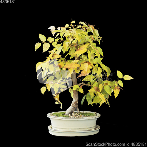 Image of japanese elm bonsai isolated on dark background