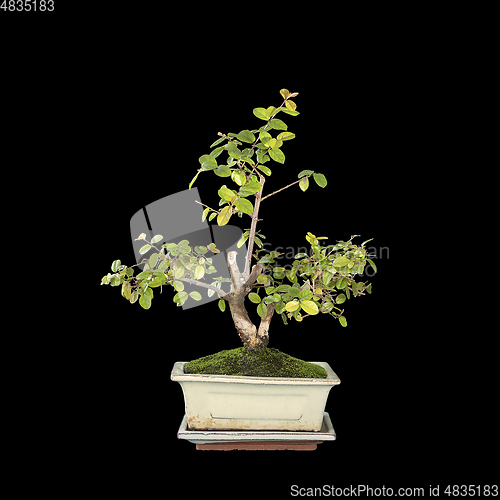 Image of small sweet plum bonsai