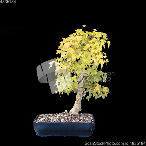 Image of trident maple bonsai over dark background