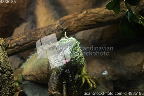 Image of cute green iguana portrait