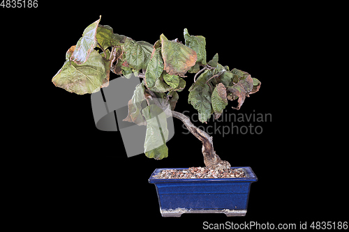 Image of decorative hazel bonsai on dark background