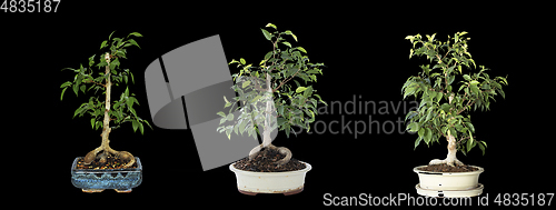 Image of Ficus benjamina bonsai development