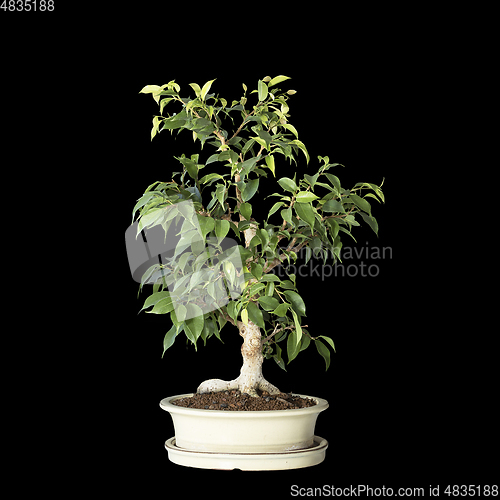Image of Ficus benjamina bonsai on dark background