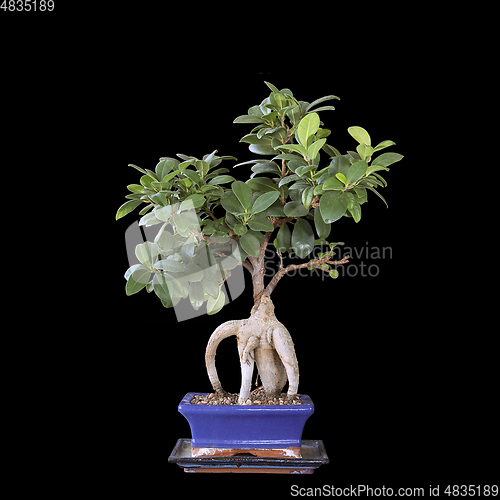 Image of ficus ginseng  over dark background