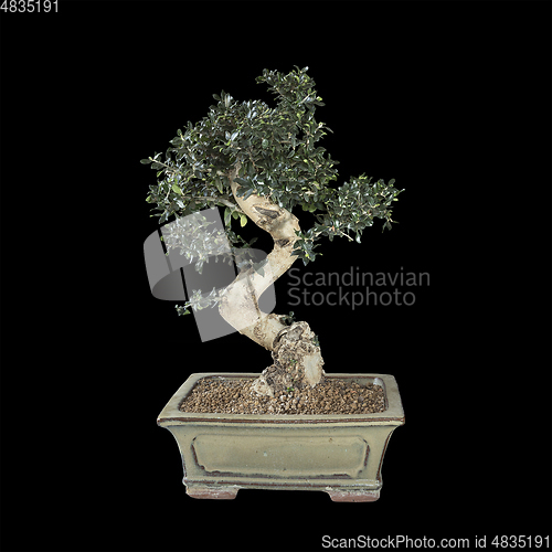 Image of olive bonsai over dark background