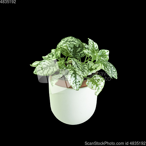 Image of polka plant isolated on dark background