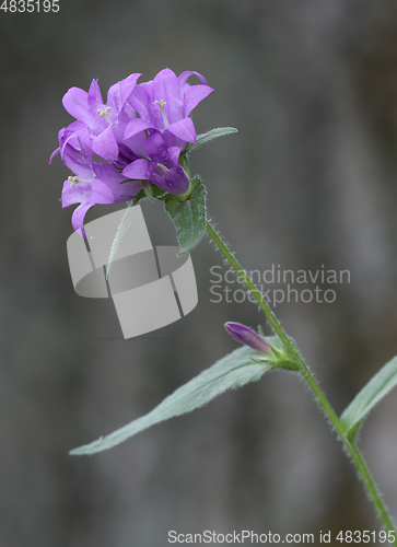 Image of Campanula or clustered bellflower