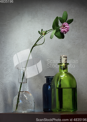 Image of Still life with Red Clover