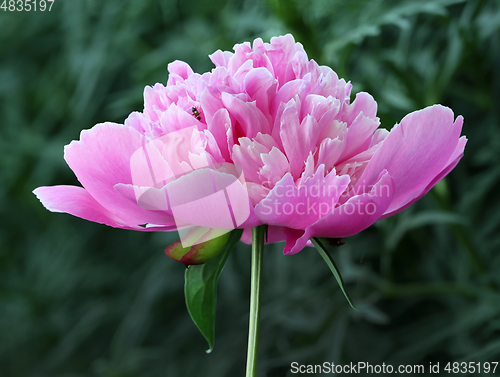 Image of Pink double flowered peony