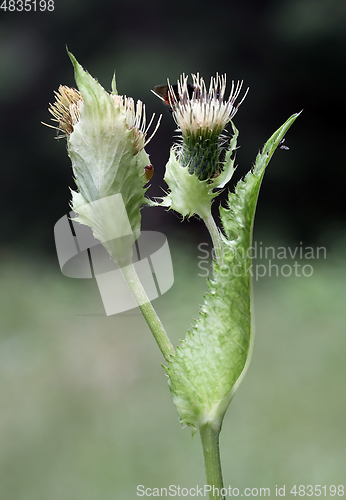 Image of Cabbage thistle flower