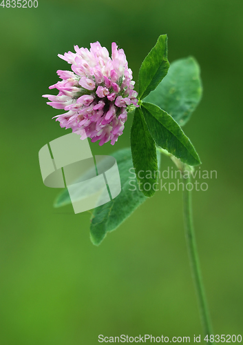 Image of Red Clover Flower