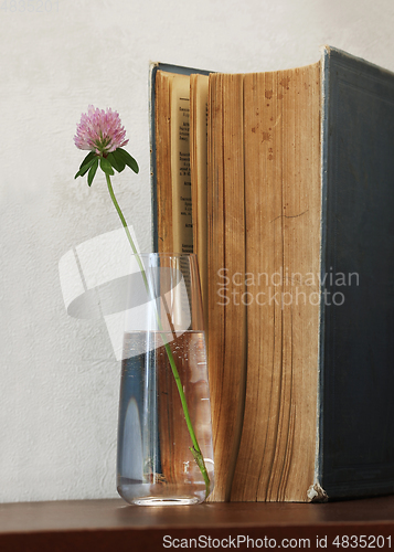 Image of Clover flower and old book