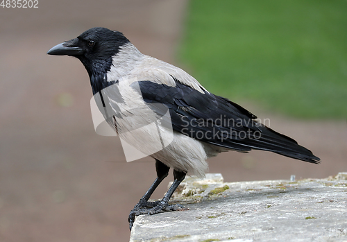 Image of City hooded crow