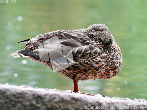 Image of Wild duck on a pond shore