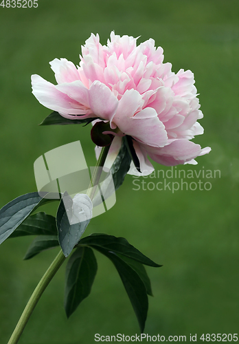 Image of Double flowered peony