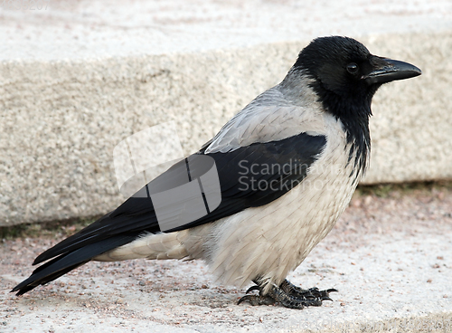 Image of City hooded crow