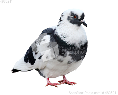 Image of Beautiful common pigeon