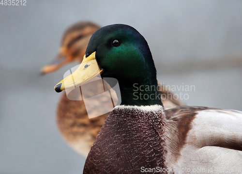 Image of Side view of wild duck