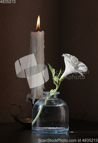 Image of Alstroemeria flower in a small vase