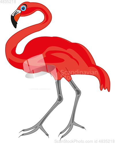 Image of Bird rose flamingo on white background is insulated