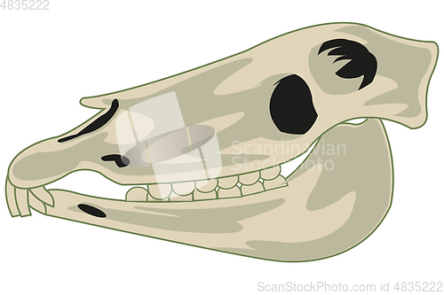 Image of Skull animal horse on white background is insulated