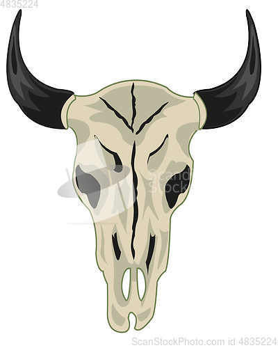 Image of Skull animal cow on white background is insulated